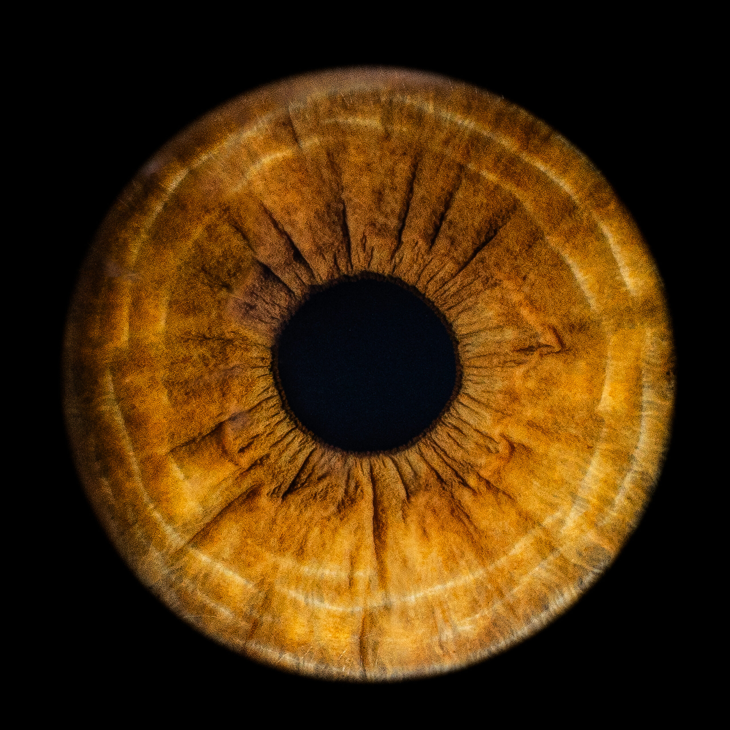 Bernsteinfarbene Iris — Iris-Fotografie Fotowerk Reinfeld