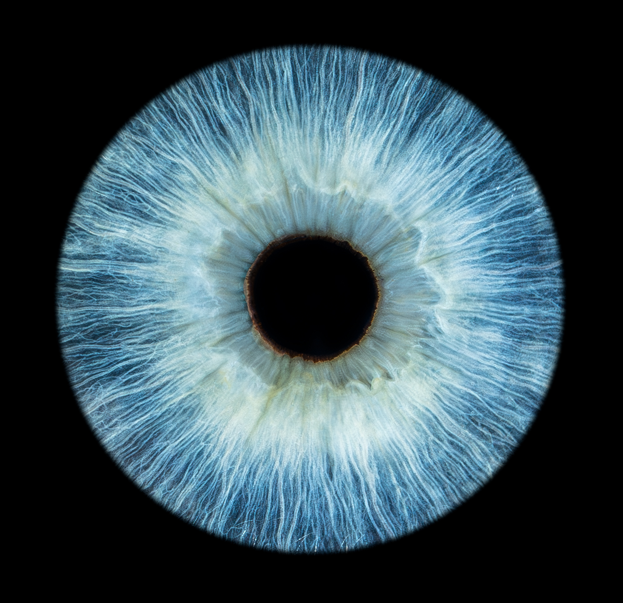 Blaue Iris — Iris-Fotografie Fotowerk Reinfeld