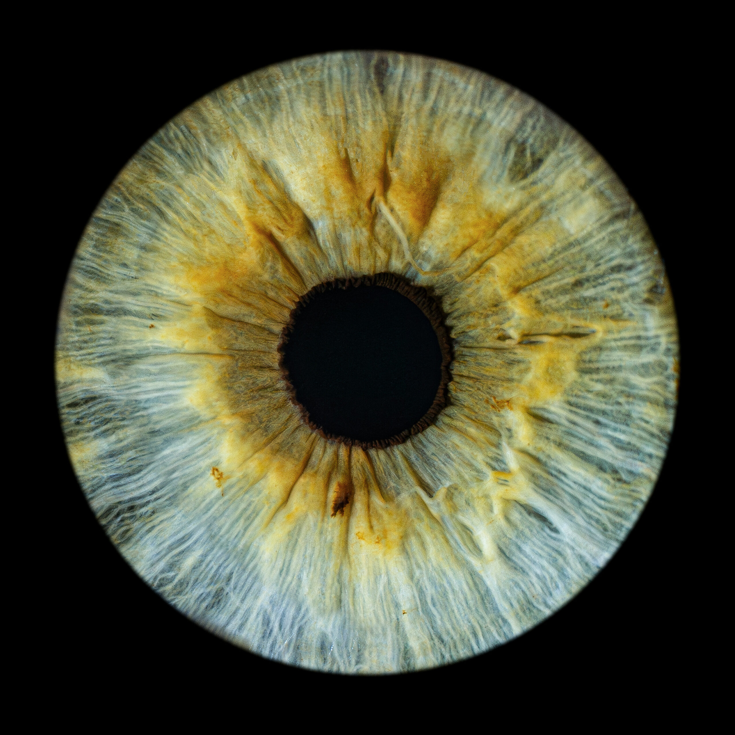 Grün-goldene Iris — Iris-Fotografie Fotowerk Reinfeld