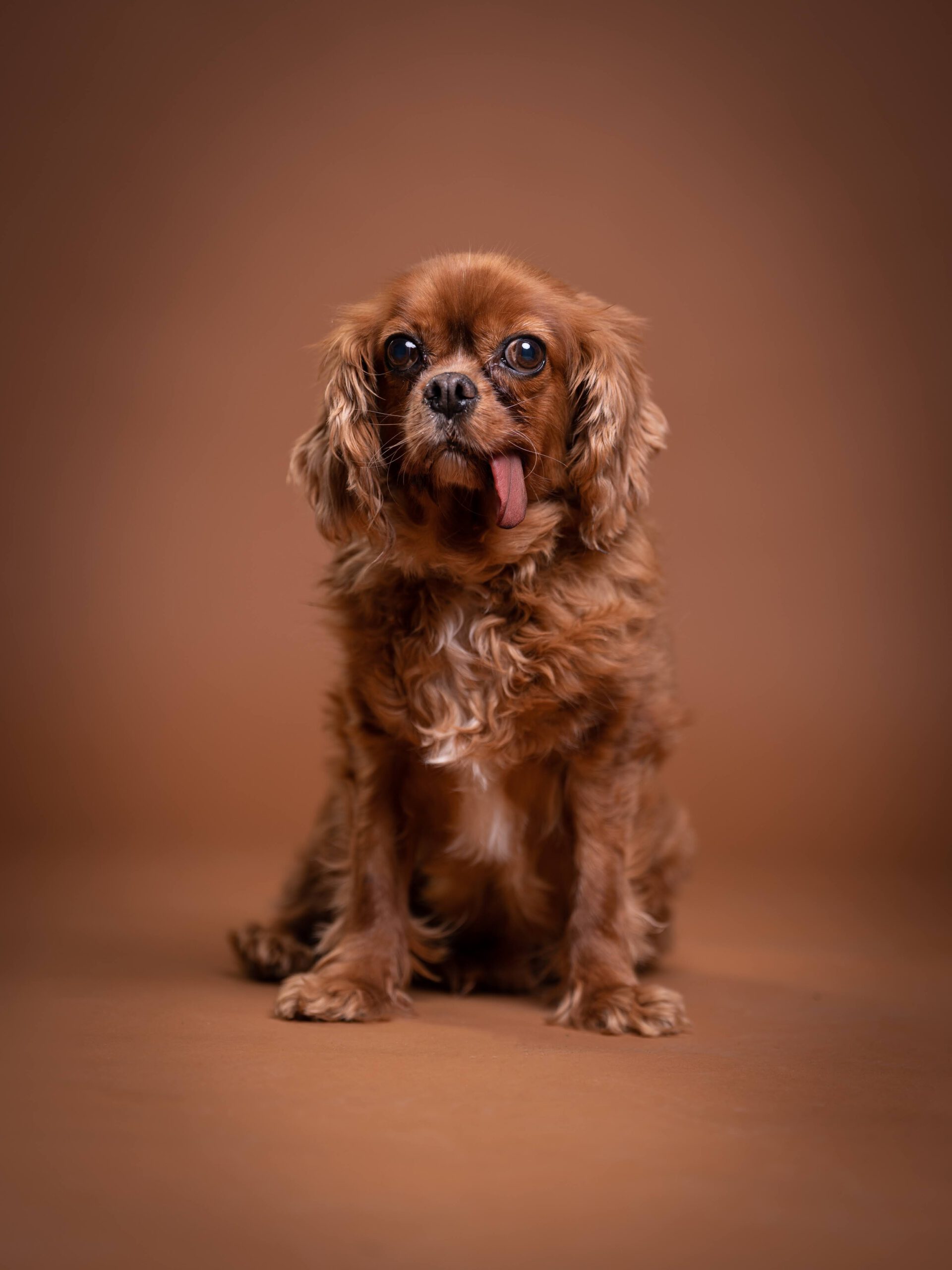Hundeportrait im Studio — Dog Days Fotowerk Reinfeld