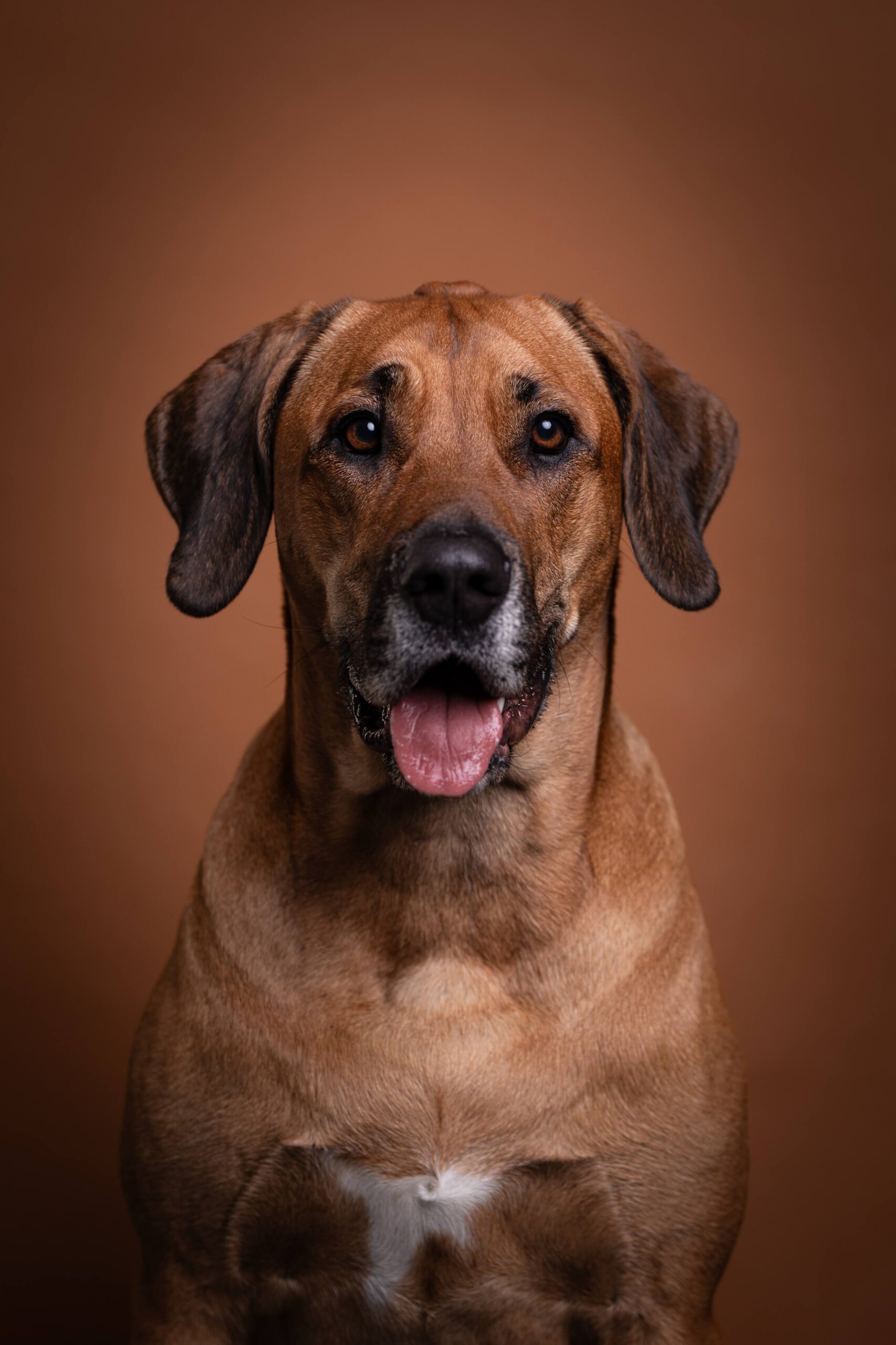 Hundeportrait im Studio — Dog Days Fotowerk Reinfeld