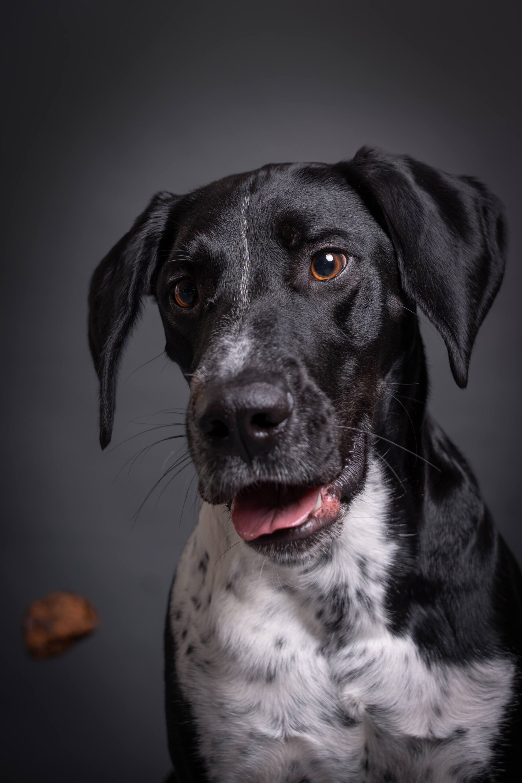 Hundeportrait im Studio — Dog Days Fotowerk Reinfeld