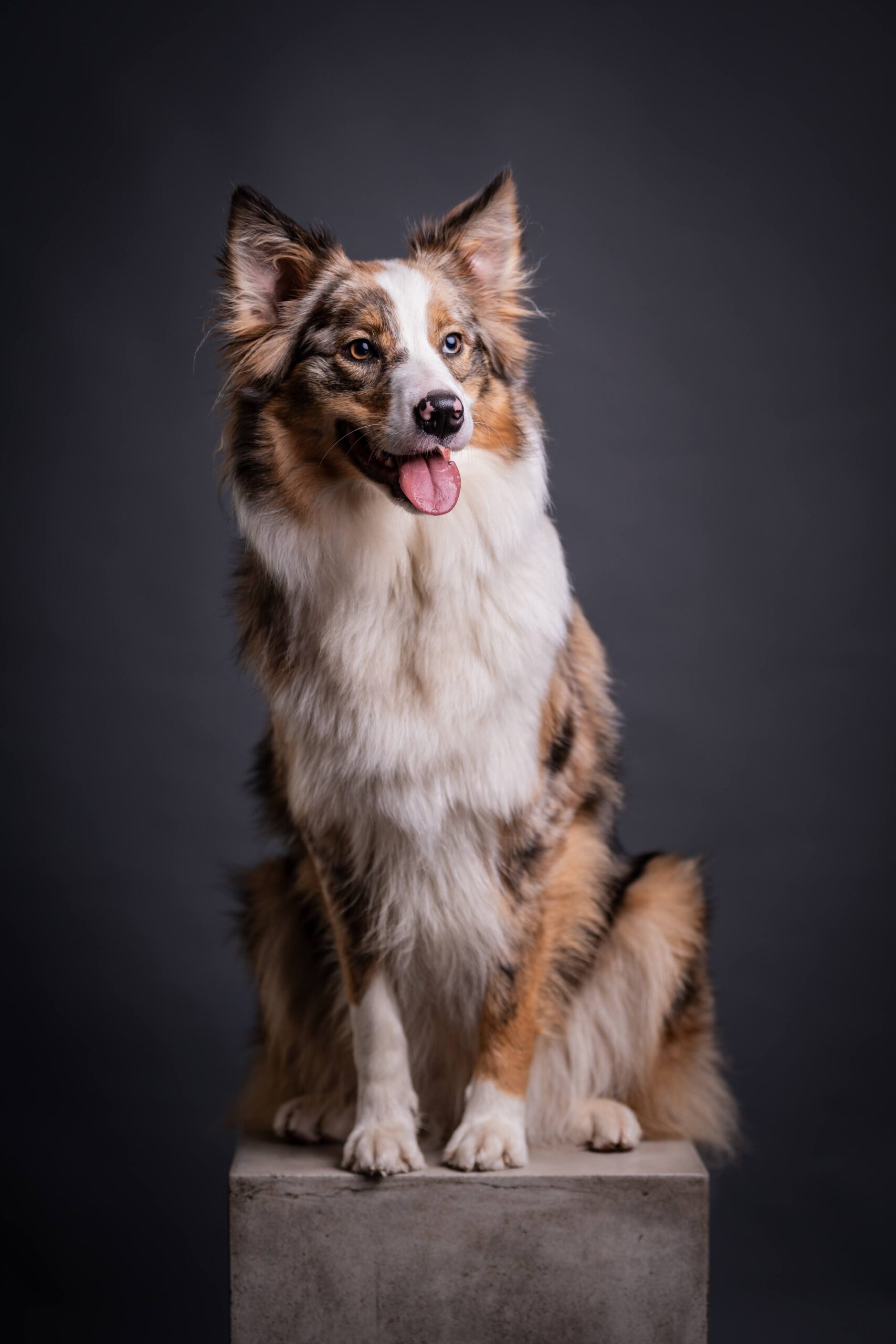 Hundeportrait im Studio — Dog Days Fotowerk Reinfeld