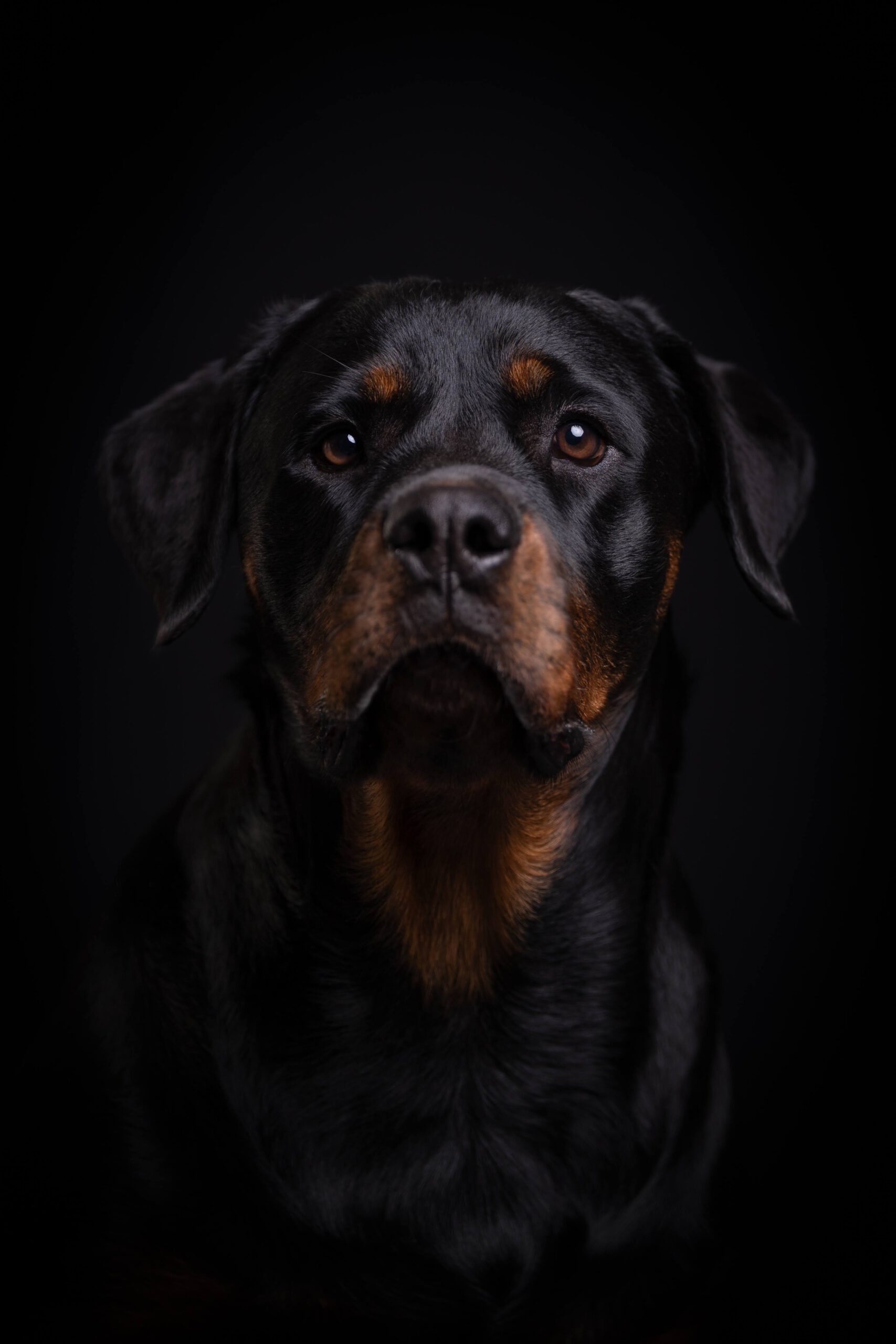 Hundeportrait im Studio — Dog Days Fotowerk Reinfeld