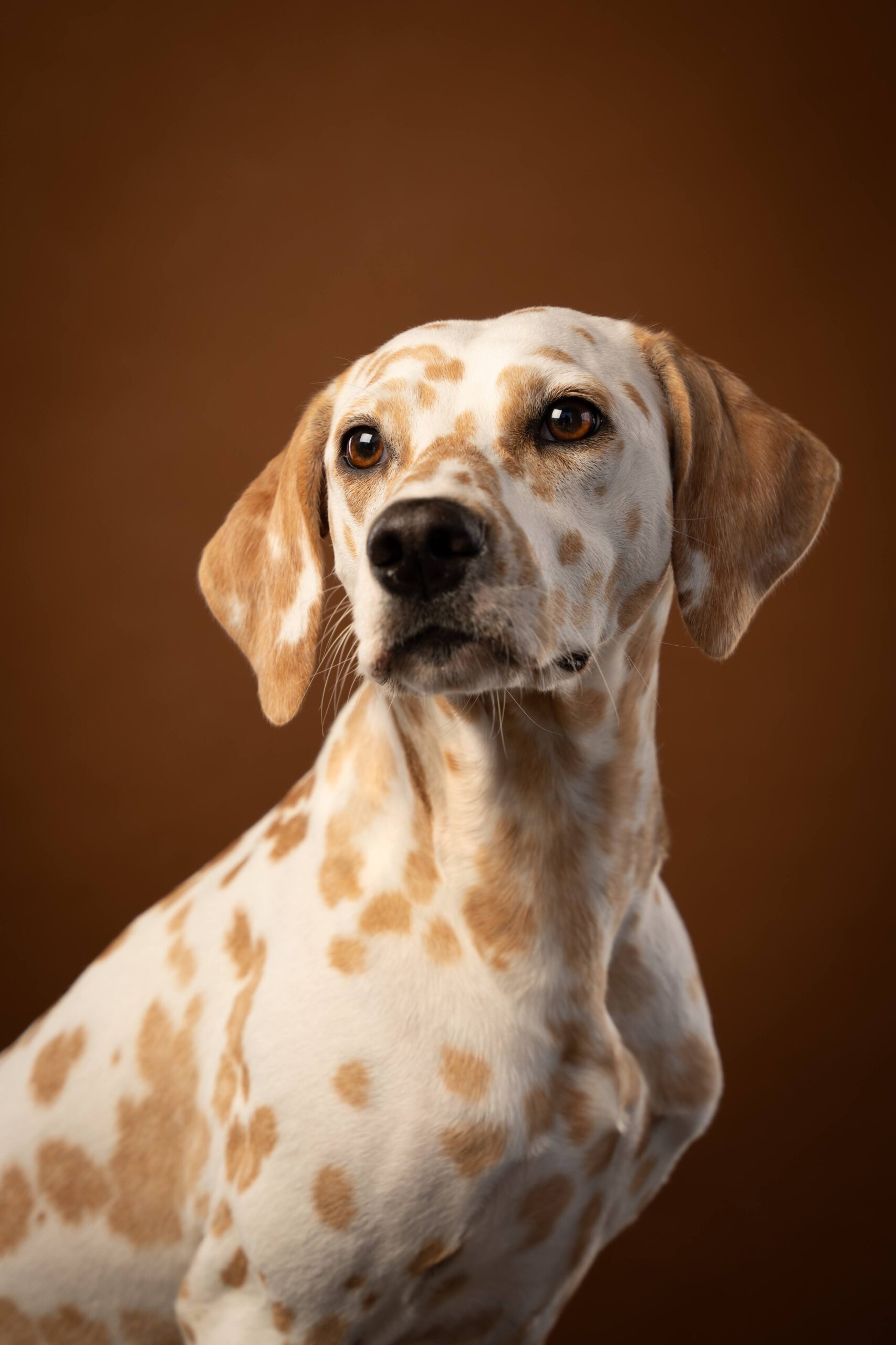 Hundeportrait im Studio — Dog Days Fotowerk Reinfeld
